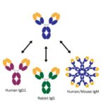 Absolute Antibody Research & Manufacturing